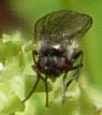 High Resolution Diptera(Or) sp006 Animal